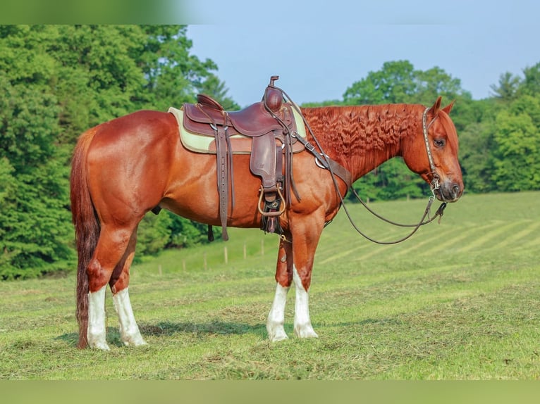 American Quarter Horse Wałach 12 lat 157 cm Cisawa in Clarion, PA