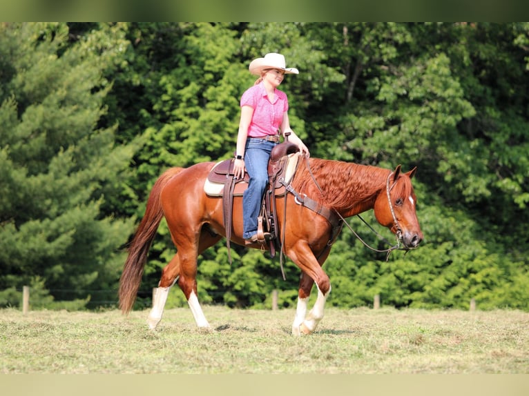 American Quarter Horse Wałach 12 lat 157 cm Cisawa in Clarion, PA