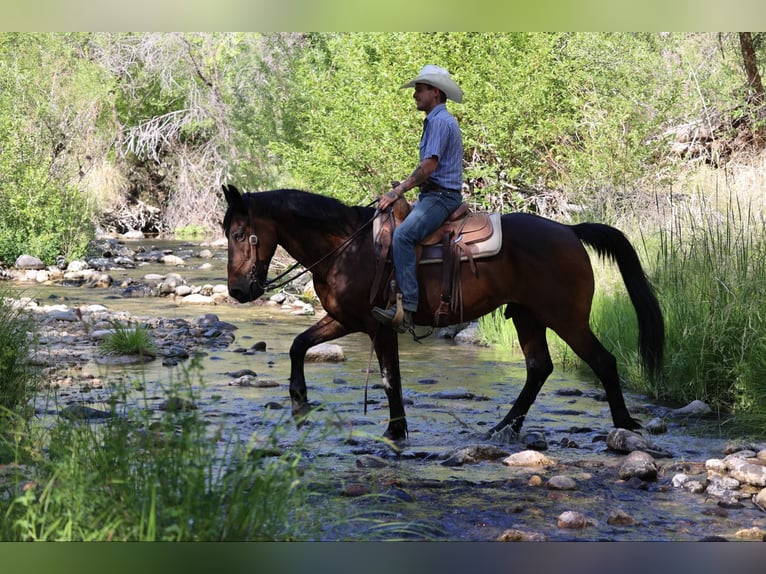 American Quarter Horse Wałach 12 lat 157 cm Gniada in Camp Verde AZ