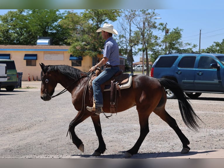 American Quarter Horse Wałach 12 lat 157 cm Gniada in Camp Verde AZ