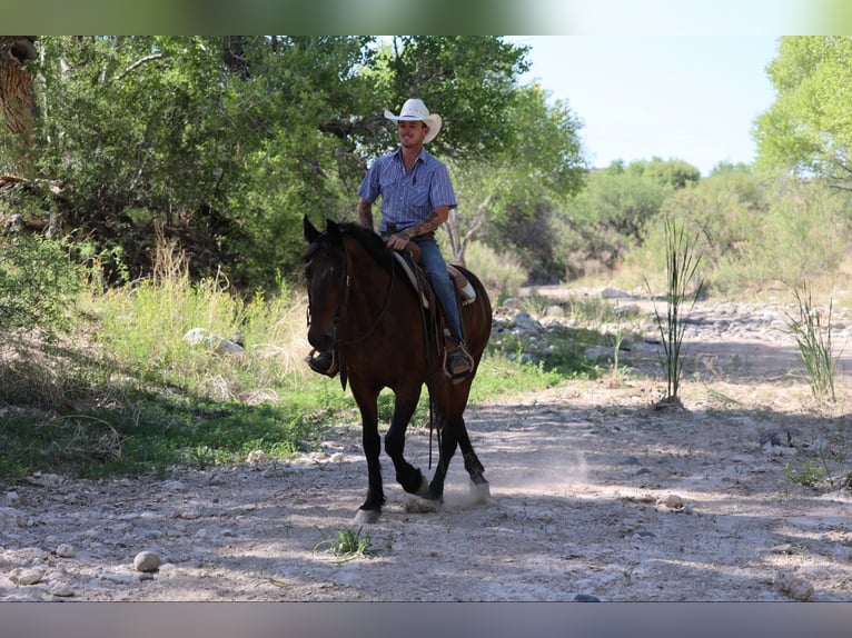 American Quarter Horse Wałach 12 lat 157 cm Gniada in Camp Verde AZ