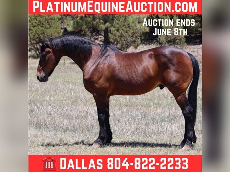 American Quarter Horse Wałach 12 lat 157 cm Gniada in Camp Verde AZ