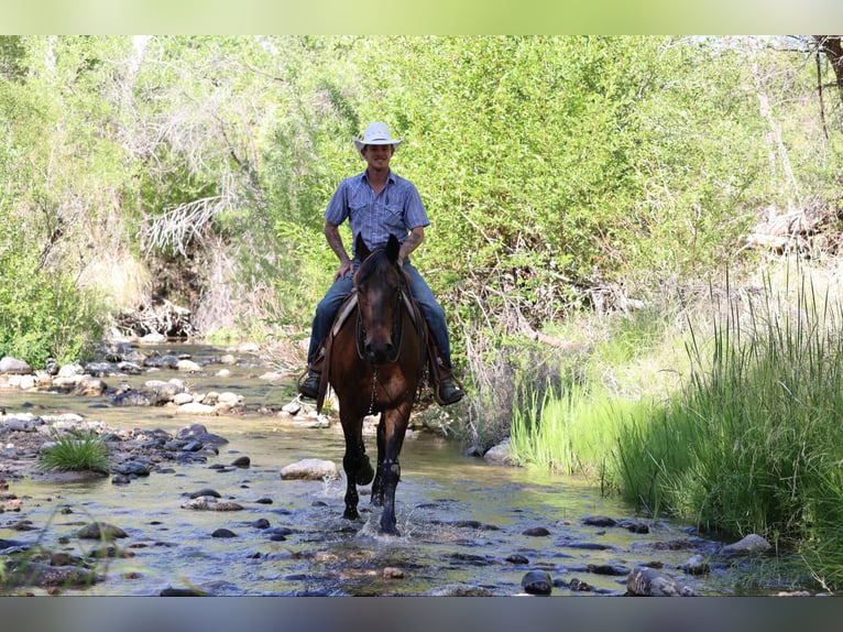 American Quarter Horse Wałach 12 lat 157 cm Gniada in Camp Verde AZ