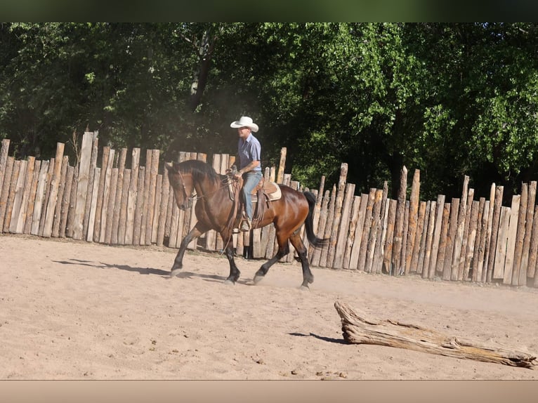 American Quarter Horse Wałach 12 lat 157 cm Gniada in Camp Verde AZ