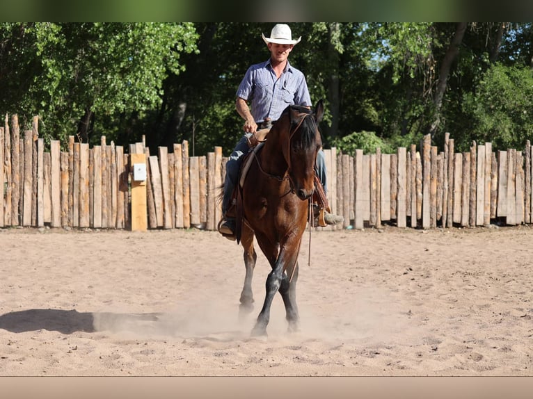 American Quarter Horse Wałach 12 lat 157 cm Gniada in Camp Verde AZ