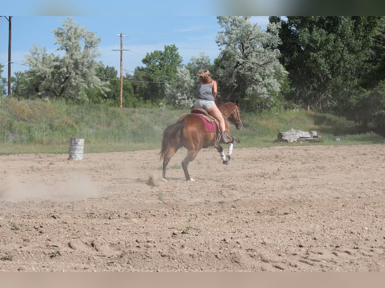 American Quarter Horse Wałach 12 lat 157 cm Gniada in Fort Collins, CO