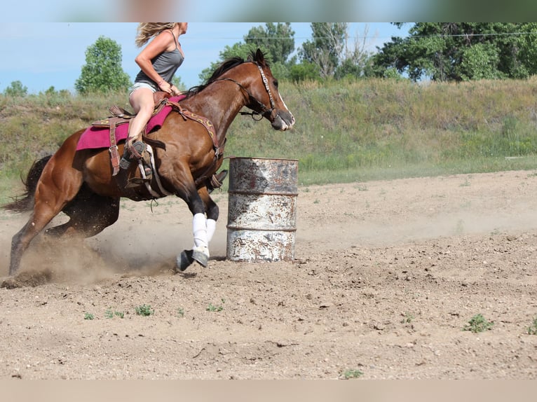American Quarter Horse Wałach 12 lat 157 cm Gniada in Fort Collins, CO