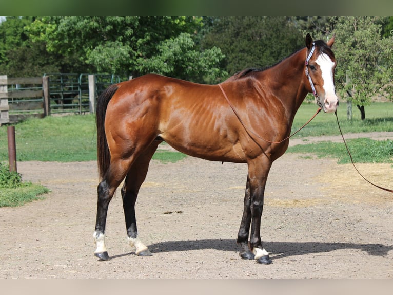 American Quarter Horse Wałach 12 lat 157 cm Gniada in Fort Collins, CO