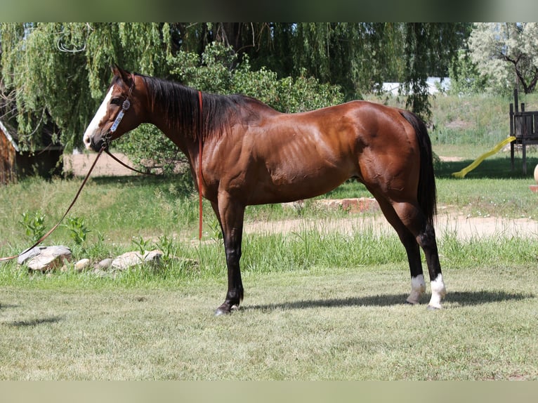 American Quarter Horse Wałach 12 lat 157 cm Gniada in Fort Collins, CO