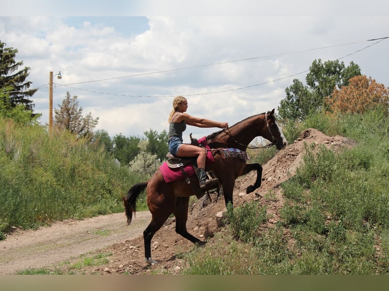 American Quarter Horse Wałach 12 lat 157 cm Gniada in Fort Collins, CO