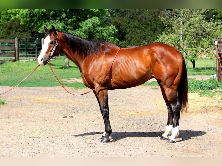 American Quarter Horse Wałach 12 lat 157 cm Gniada in Fort Collins, CO