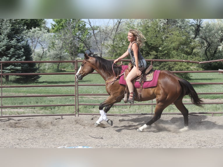 American Quarter Horse Wałach 12 lat 157 cm Gniada in Fort Collins, CO