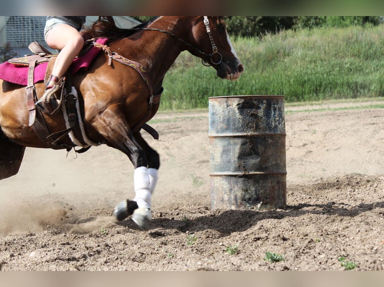 American Quarter Horse Wałach 12 lat 157 cm Gniada in Fort Collins, CO