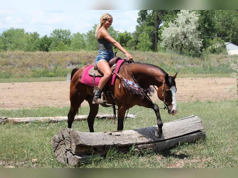 American Quarter Horse Wałach 12 lat 157 cm Gniada in Fort Collins, CO
