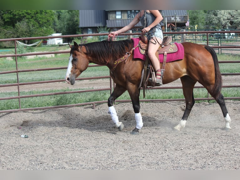 American Quarter Horse Wałach 12 lat 157 cm Gniada in Fort Collins, CO