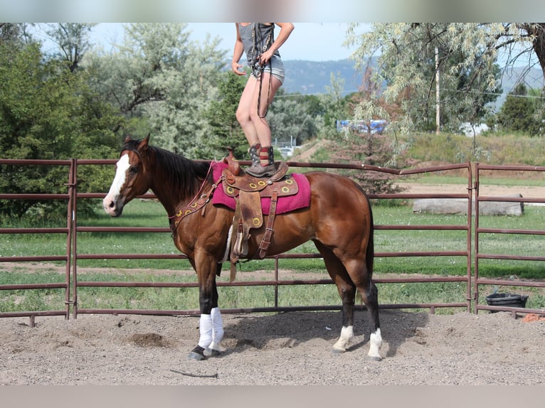American Quarter Horse Wałach 12 lat 157 cm Gniada in Fort Collins, CO