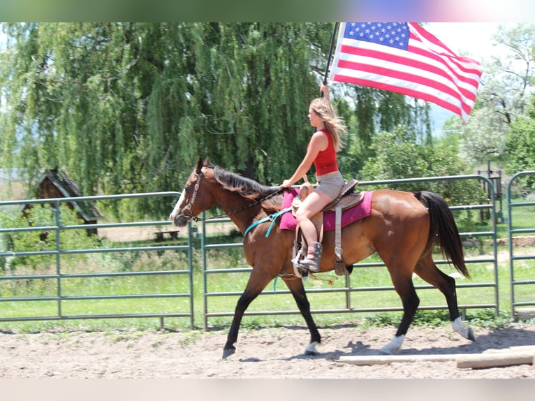 American Quarter Horse Wałach 12 lat 157 cm Gniada in Fort Collins, CO