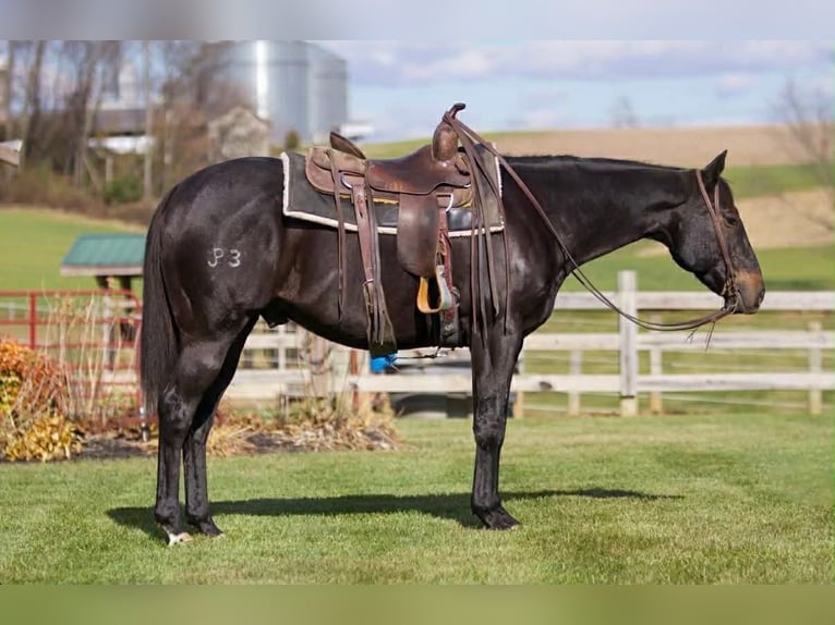 American Quarter Horse Wałach 12 lat 157 cm Kara in Cherryville