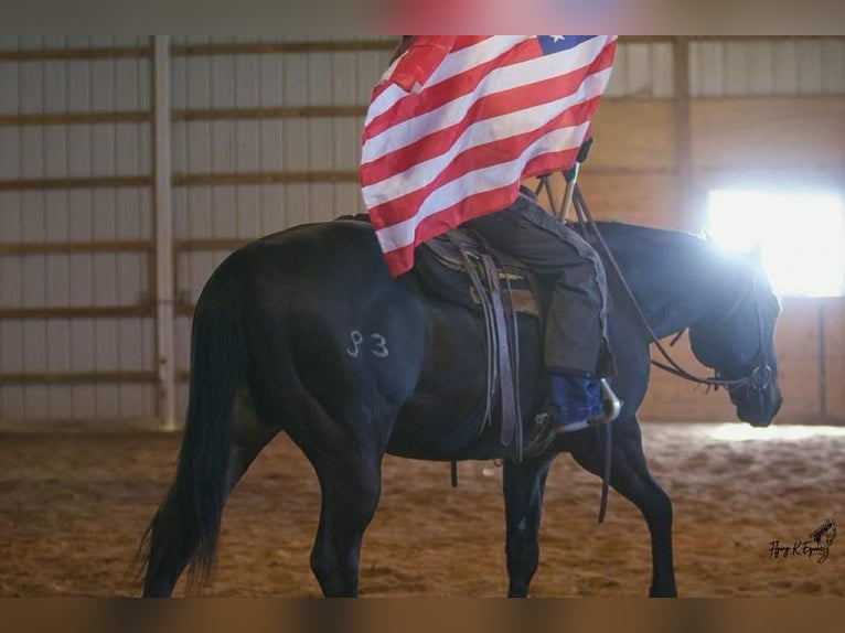 American Quarter Horse Wałach 12 lat 157 cm Kara in Cherryville