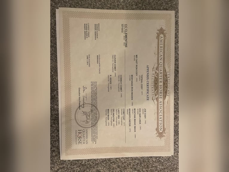 American Quarter Horse Wałach 12 lat 157 cm Kara in Fort Collins, CO