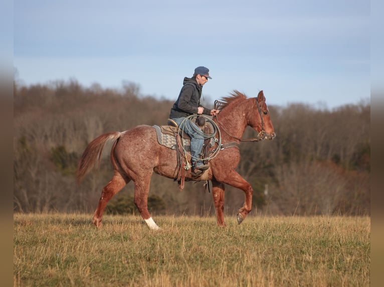 American Quarter Horse Wałach 12 lat 157 cm Kasztanowatodereszowata in Berea