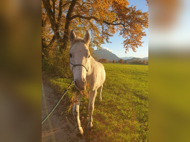 American Quarter Horse Mix Wałach 12 lat 157 cm Siwa in Rankweil