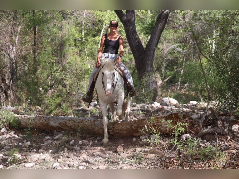 American Quarter Horse Wałach 12 lat 157 cm Siwa in Cottonwood AZ