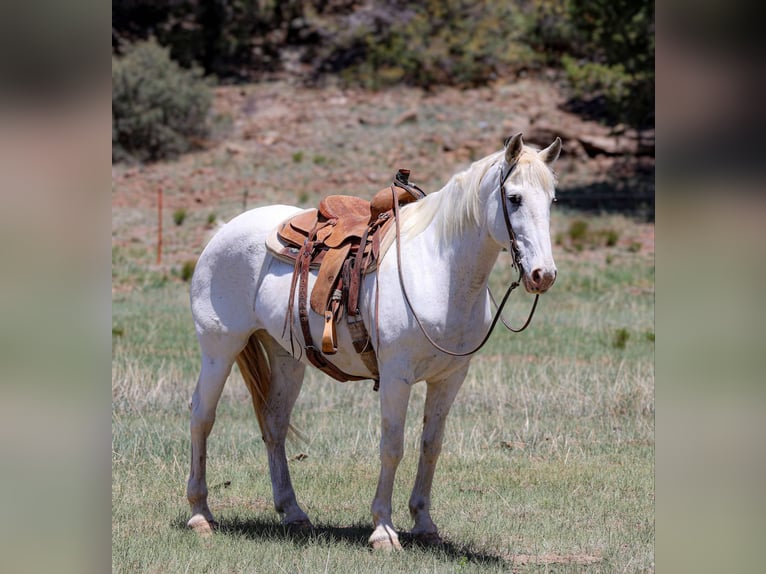 American Quarter Horse Wałach 12 lat 157 cm Siwa in Cottonwood AZ