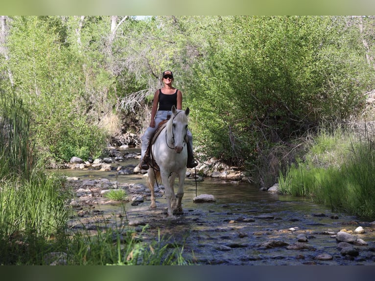 American Quarter Horse Wałach 12 lat 157 cm Siwa in Cottonwood AZ