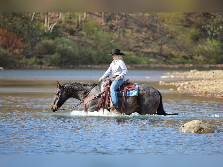 American Quarter Horse Wałach 12 lat 160 cm Gniadodereszowata in Clarion