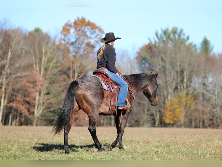 American Quarter Horse Wałach 12 lat 160 cm Gniadodereszowata in Clarion