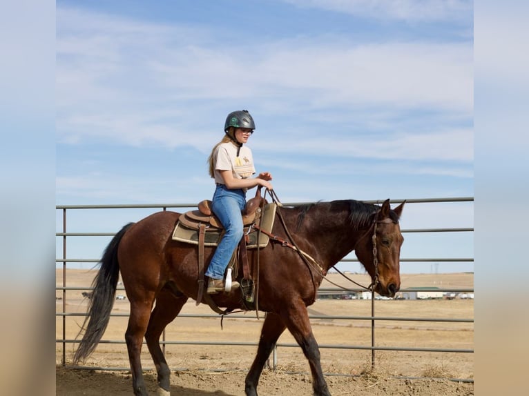 American Quarter Horse Wałach 12 lat 160 cm Gniadodereszowata in Fort Collins