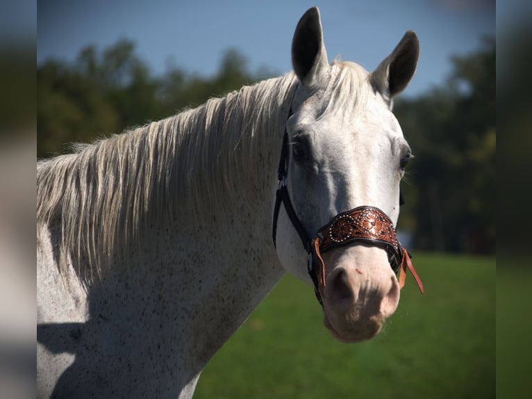 American Quarter Horse Wałach 12 lat 160 cm Siwa in Saint Joe