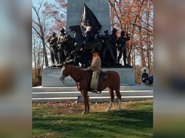 American Quarter Horse Wałach 12 lat 163 cm Ciemnokasztanowata in Chambersburg