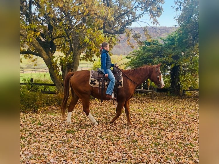 American Quarter Horse Wałach 12 lat 163 cm Ciemnokasztanowata in Chambersburg