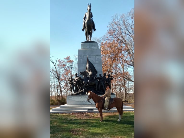 American Quarter Horse Wałach 12 lat 163 cm Ciemnokasztanowata in Chambersburg