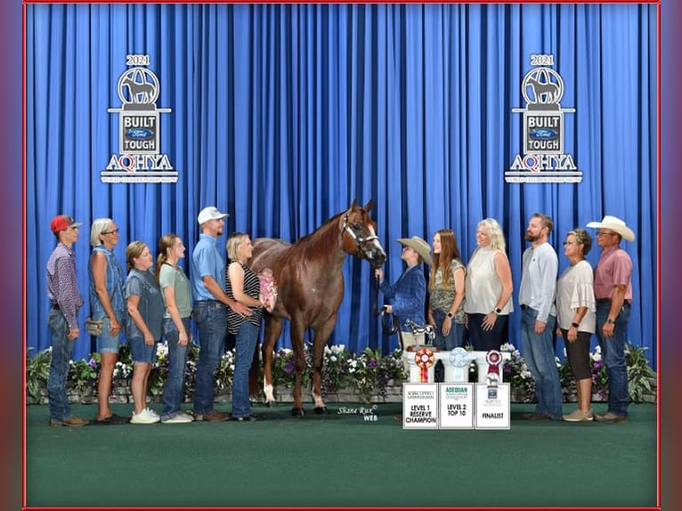 American Quarter Horse Wałach 12 lat 163 cm Kasztanowatodereszowata in Terrell