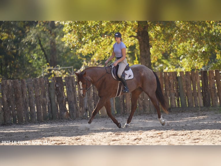 American Quarter Horse Wałach 12 lat 163 cm Kasztanowatodereszowata in Terrell