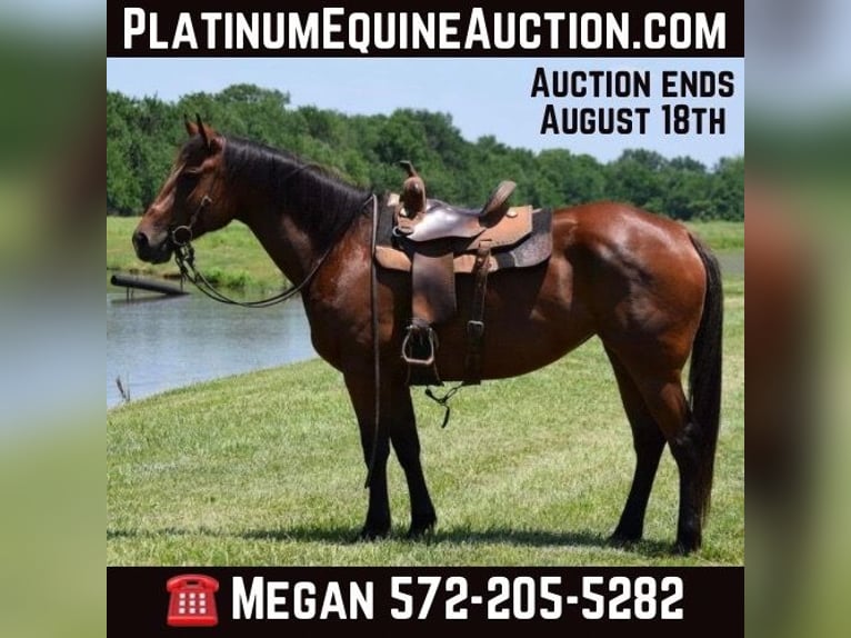 American Quarter Horse Wałach 12 lat 165 cm Gniada in Guthrie OK