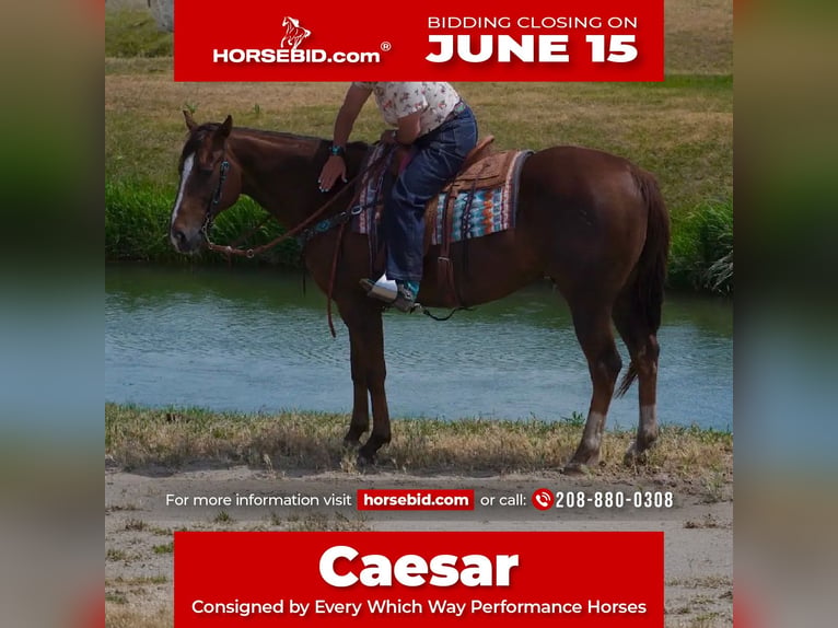 American Quarter Horse Wałach 12 lat Ciemnokasztanowata in Wendell