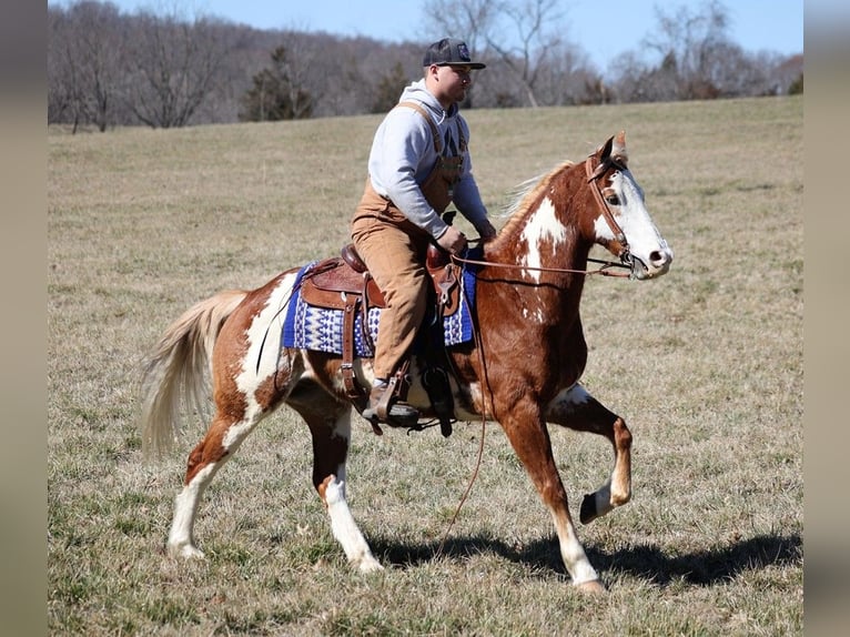 American Quarter Horse Wałach 12 lat Cisawa in Whitley City KY