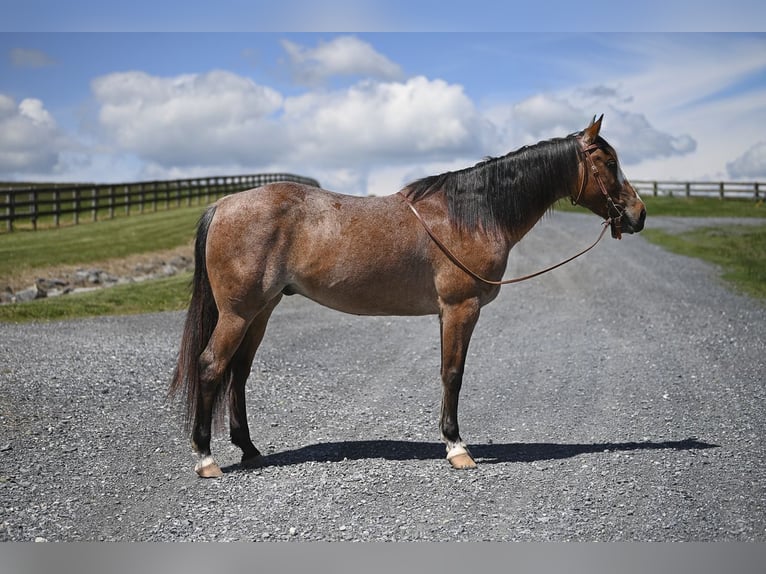 American Quarter Horse Wałach 12 lat Gniadodereszowata in Jefferson