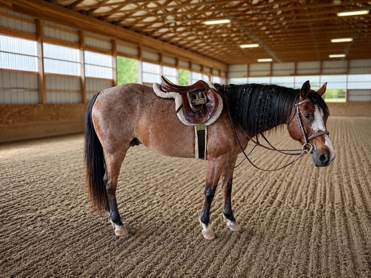 American Quarter Horse Wałach 12 lat Gniadodereszowata in Jefferson