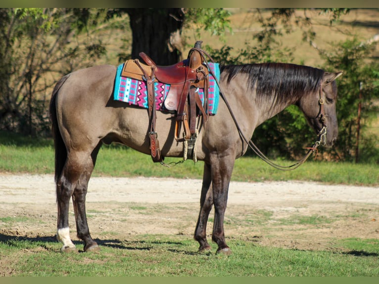 American Quarter Horse Wałach 12 lat Grullo in Whitesboro
