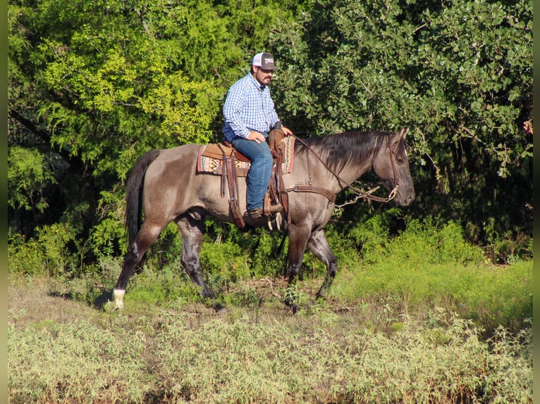 American Quarter Horse Wałach 12 lat Grullo in Whitesboro