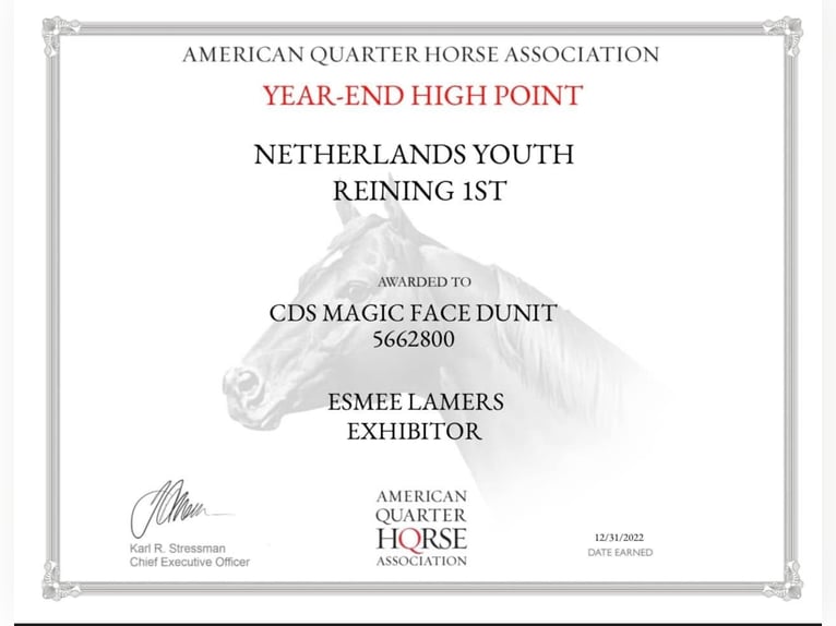 American Quarter Horse Wałach 12 lat Izabelowata in Milsbeek