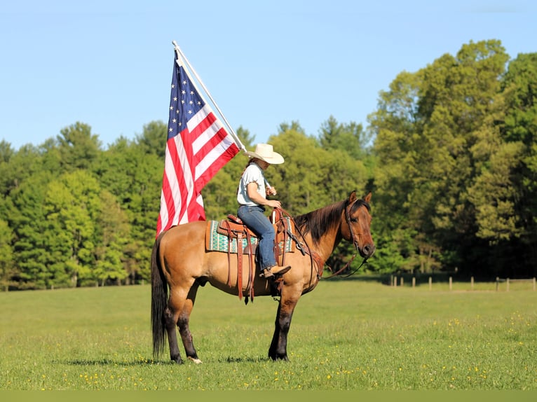 American Quarter Horse Wałach 12 lat Jelenia in Clarion