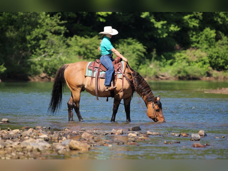 American Quarter Horse Wałach 12 lat Jelenia in Clarion
