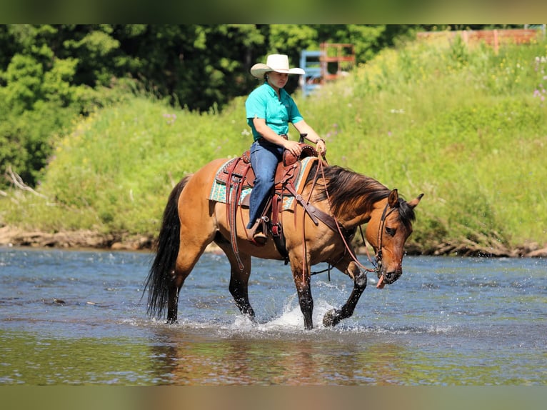 American Quarter Horse Wałach 12 lat Jelenia in Clarion