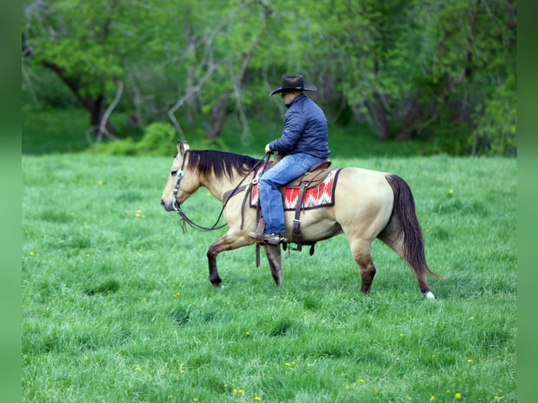 American Quarter Horse Wałach 12 lat Jelenia in Bernard